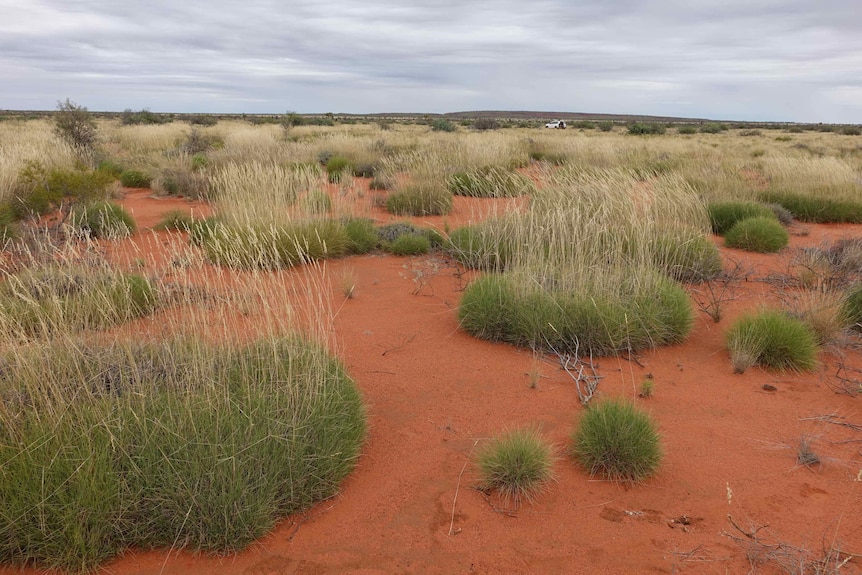 Several spinifex hummocks of varying sizes