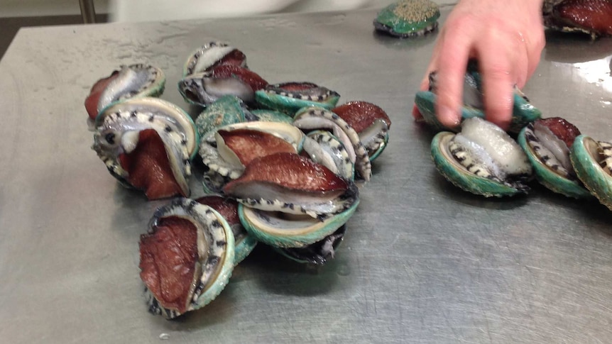 The jade tiger abalone from the Bellarine Peninsula takes three years to grow from an embryo.