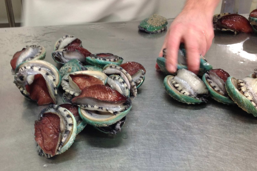 The jade tiger abalone from the Bellarine Peninsula takes three years to grow from an embryo.