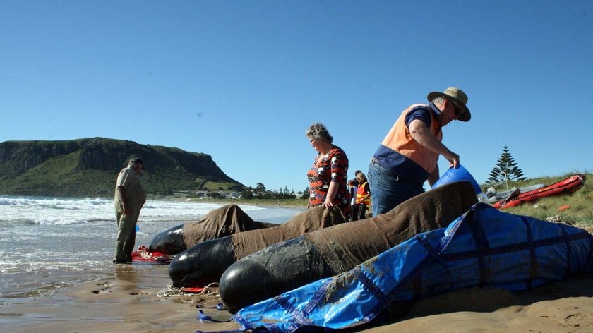 The whales were moved 17 kilometres to deep water at Godfreys Beach.