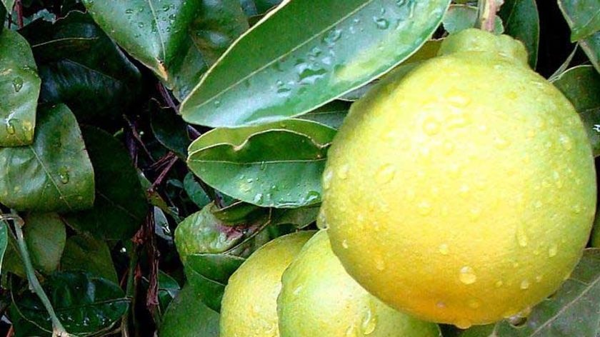 The Valencia and navel orange crop is expected to be thousands of tonnes higher than last year