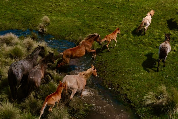 An aerial view of a herd of wild horses galloping through a field.