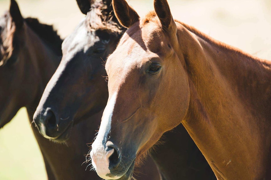 Three polo ponies.