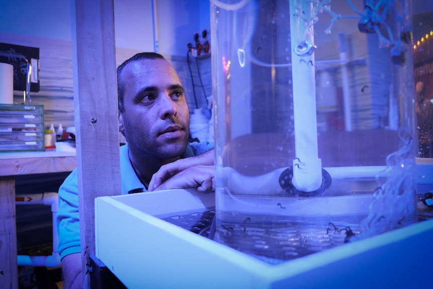 Robbie McCracken staring into a small aquarium containing teeny white seahorse.