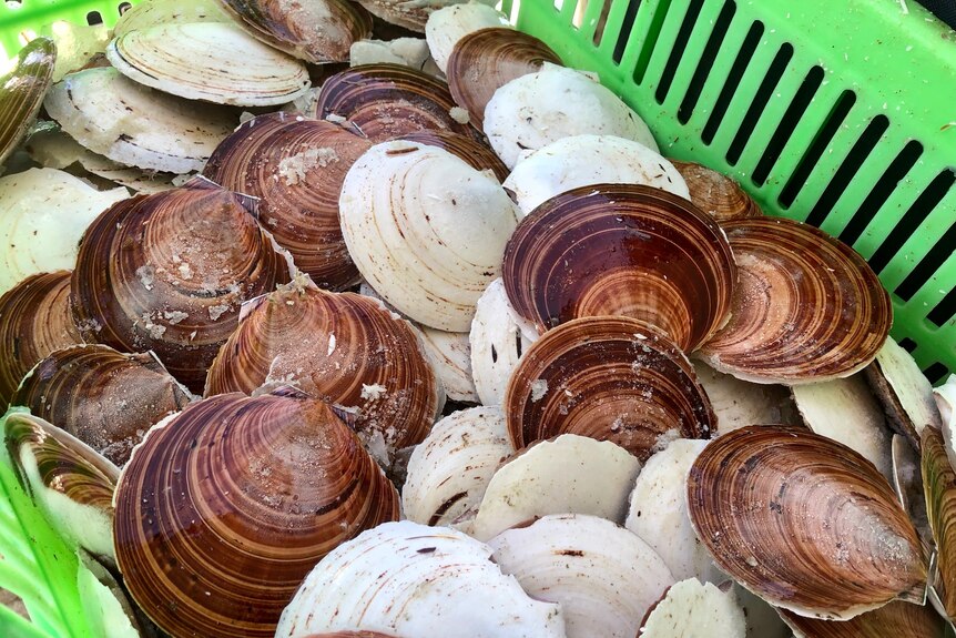 A plastic green basket filled with fresh unshucked scallops still in their shell.   