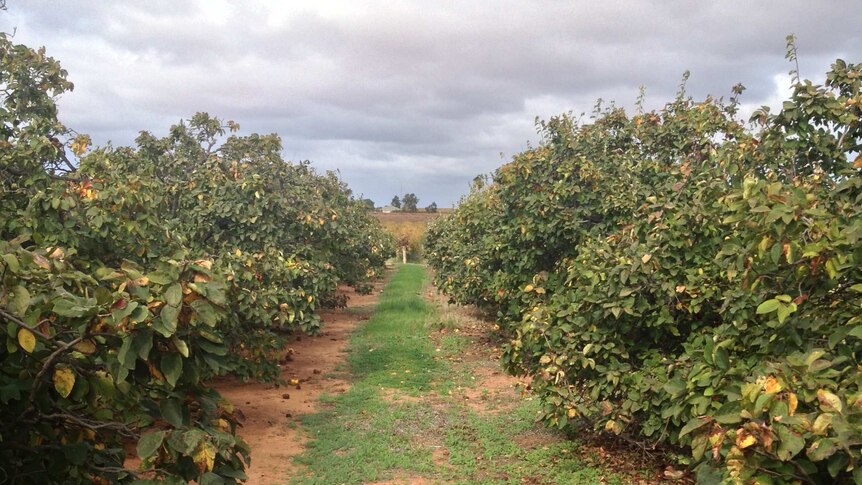 Quince trees in rows.