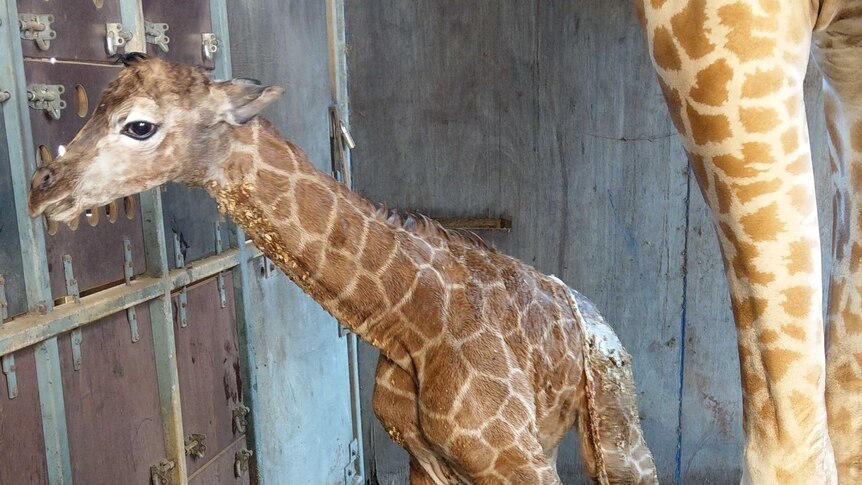 Perth Zoo giraffe Kitoto has given birth to a baby boy
