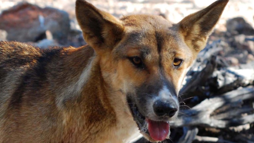 Close up of dingo