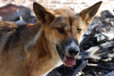 Wild dog's are a big problem in western Queensland