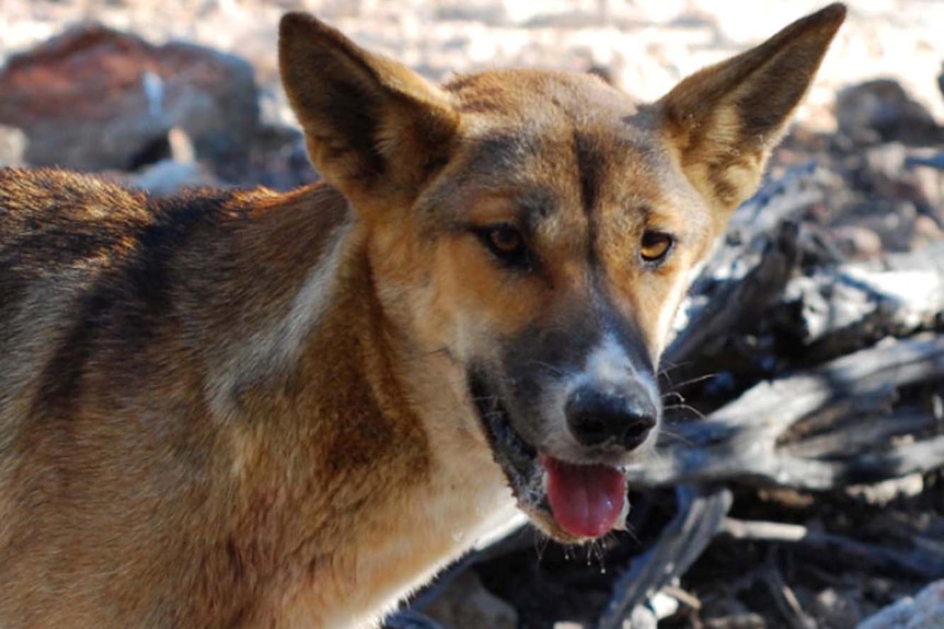 A dog in the wild in Western Australia