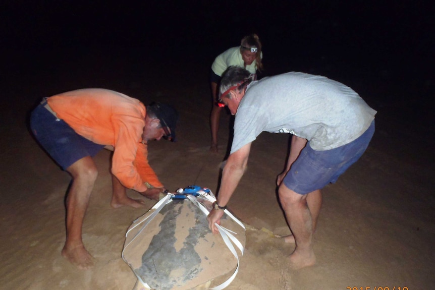 Dr Mick Guinea and Andrew Raith attaching the new harness on a Flat Back Sea Turtle on Bare Sand Island.