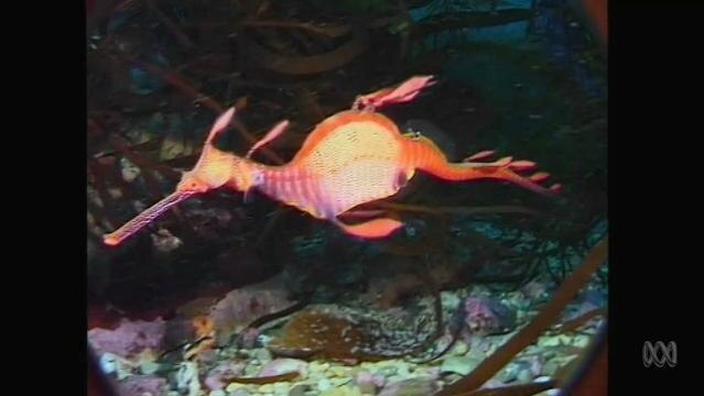 Sea dragon swims underwater
