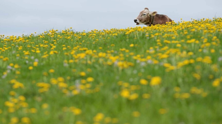 A cow stands in a meadow of flowers