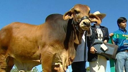 Beef Expo gets Commonwealth support