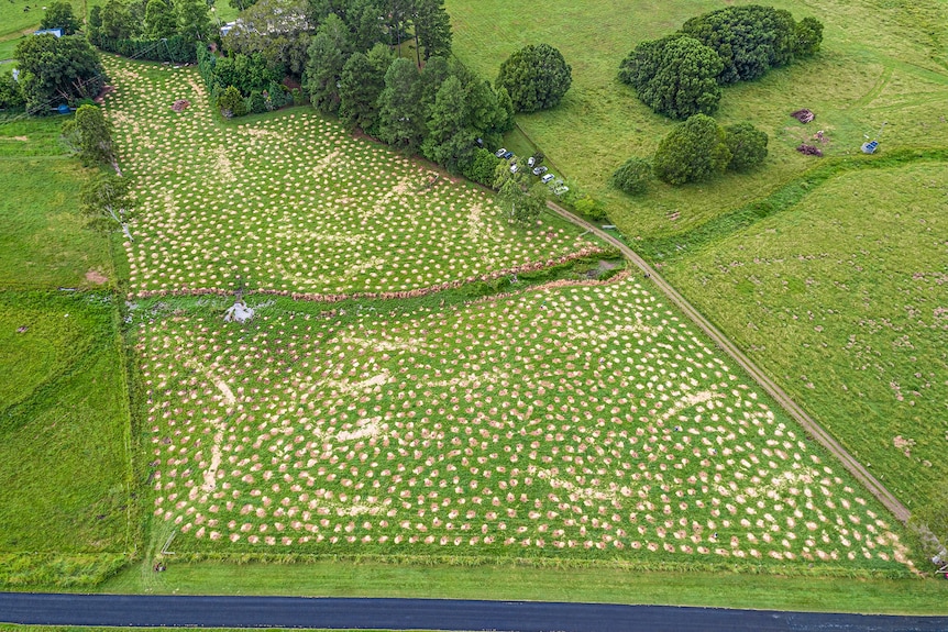 An aerial shot of a lush-looking rural property where thousands of trees are being planted.