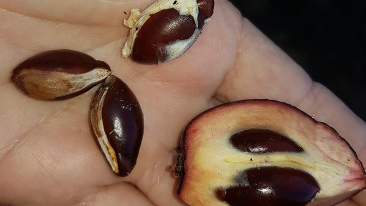 A hand holds a piece of fruit exposing the seeds