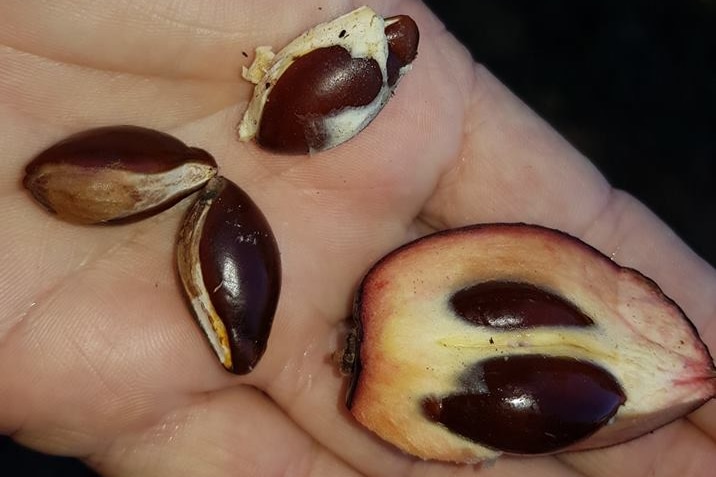 A hand holds a piece of fruit exposing the seeds