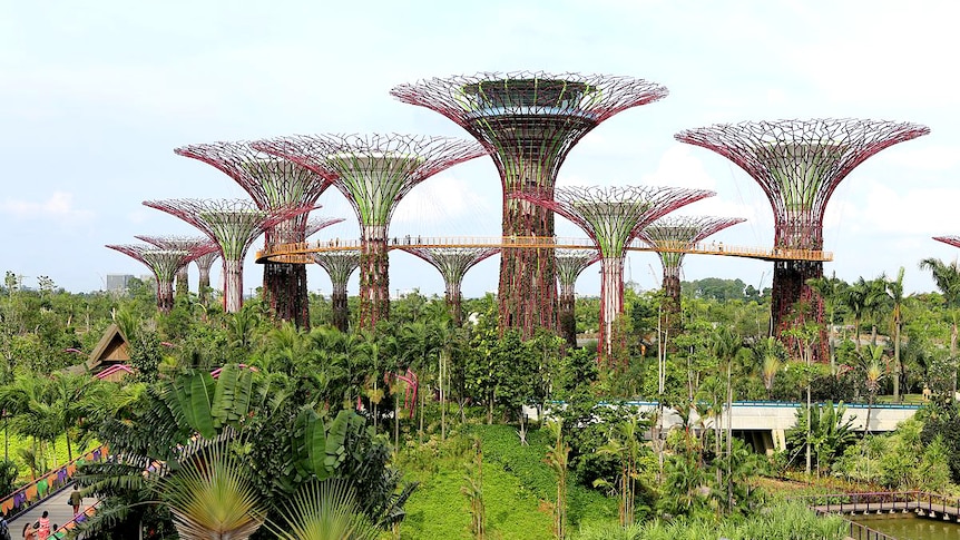 The Supertree Grove at Gardens by the Bay, Singapore.