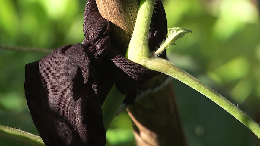 Pantyhose tied around a plant and a stake, illustrating our Gardening Australia episode recap.