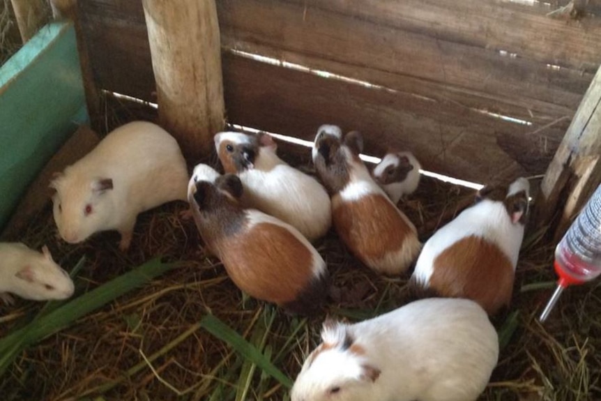 Guinea pigs in a cage