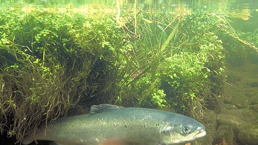 An Atlantic salmon