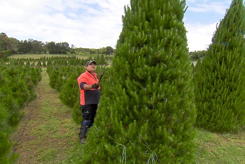 Photo of a man pruning a Christmas tree.