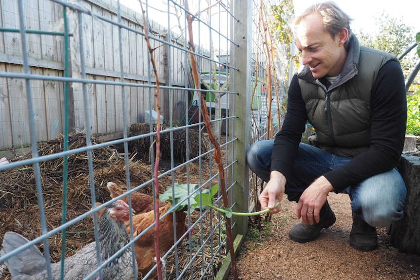 A man crouches down to feed three chickens a large green leaf through a fence.