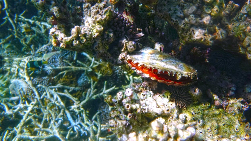 A natural black lip shell growing at the Abrolhos Islands