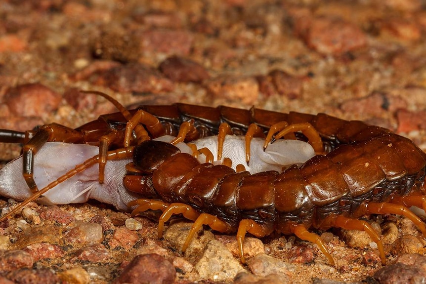 bryllup Engel synet Centipede bites to blame for two patients admitted to Longreach Hospital in  one night - ABC News