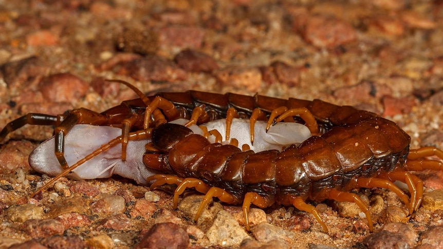 A brown centipede eating a gecko on the road