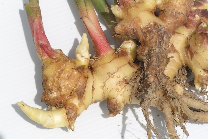 A close-up of ginger roots, some rotting.