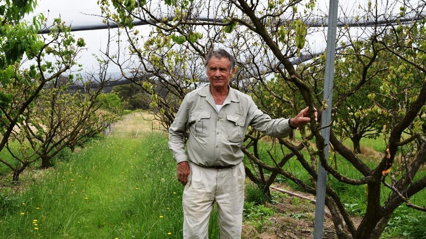 Johnsonville fruit producer Graeme Jenkins standing next to dead apricot trees.