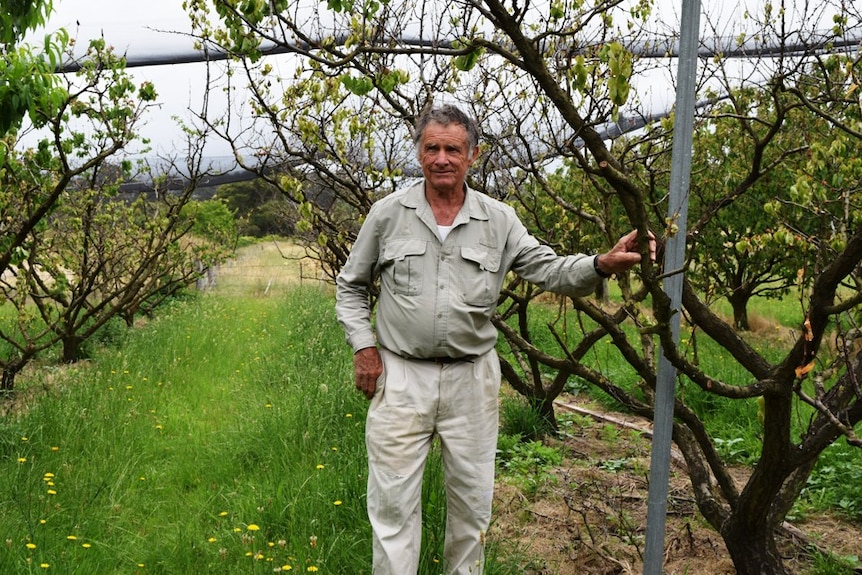 Johnsonville fruit producer Graeme Jenkins standing next to dead apricot trees.