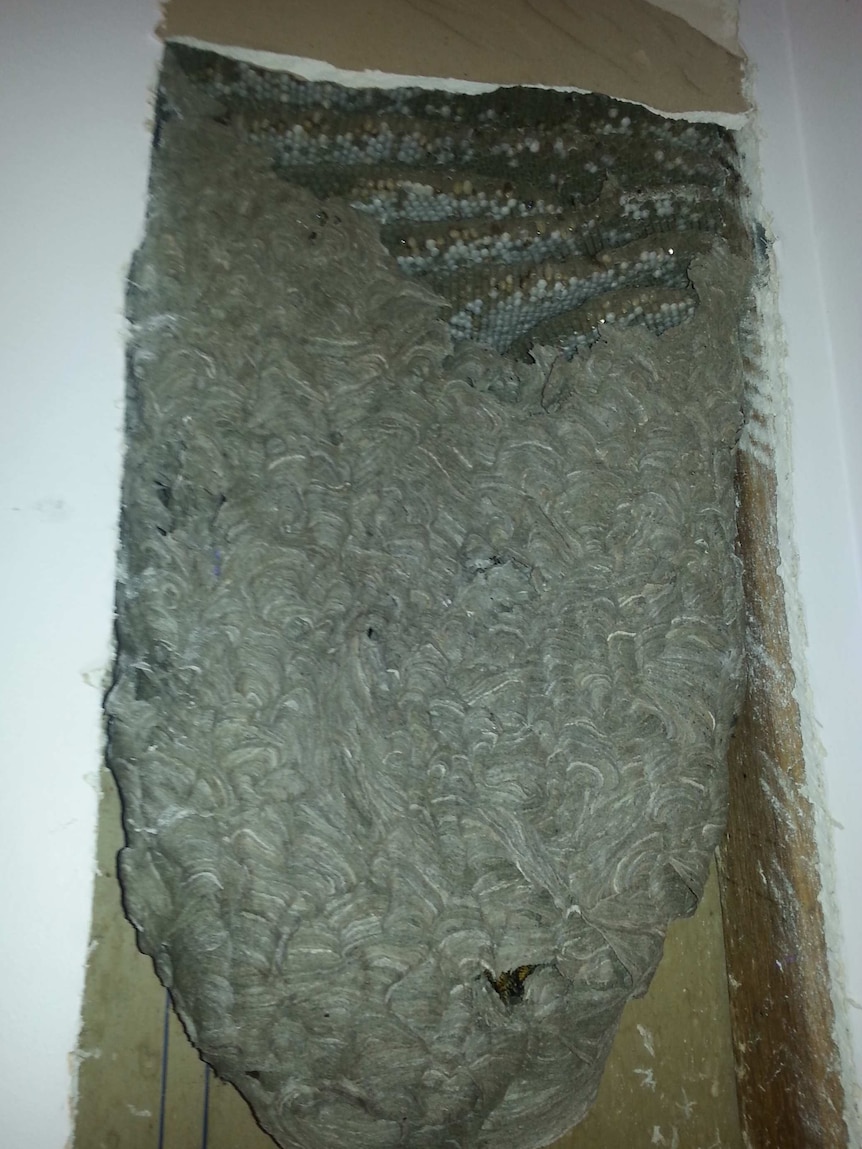 A large wasp nest in the wall cavity of a house in Mawson, ACT.