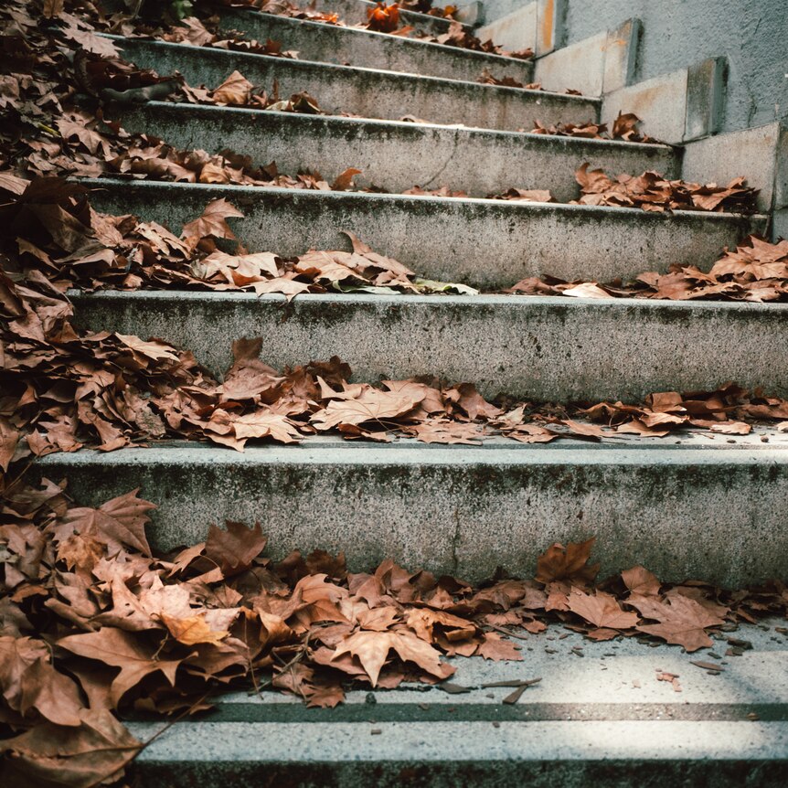 Fallen leaves on a crumbling concrete staircase