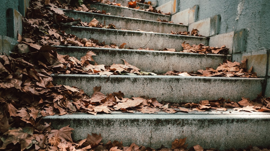Fallen leaves on a crumbling concrete staircase