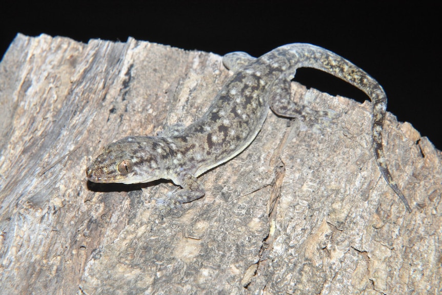 A native house gecko blends into the tree its sitting on