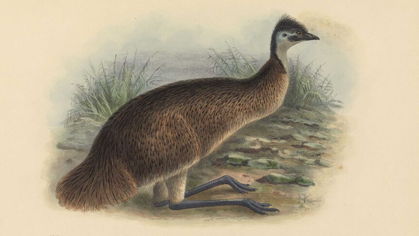 Picture of an emu