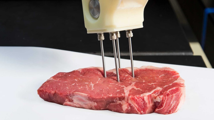 A white handheld machine with four metal prongs stabbing into a piece of steak