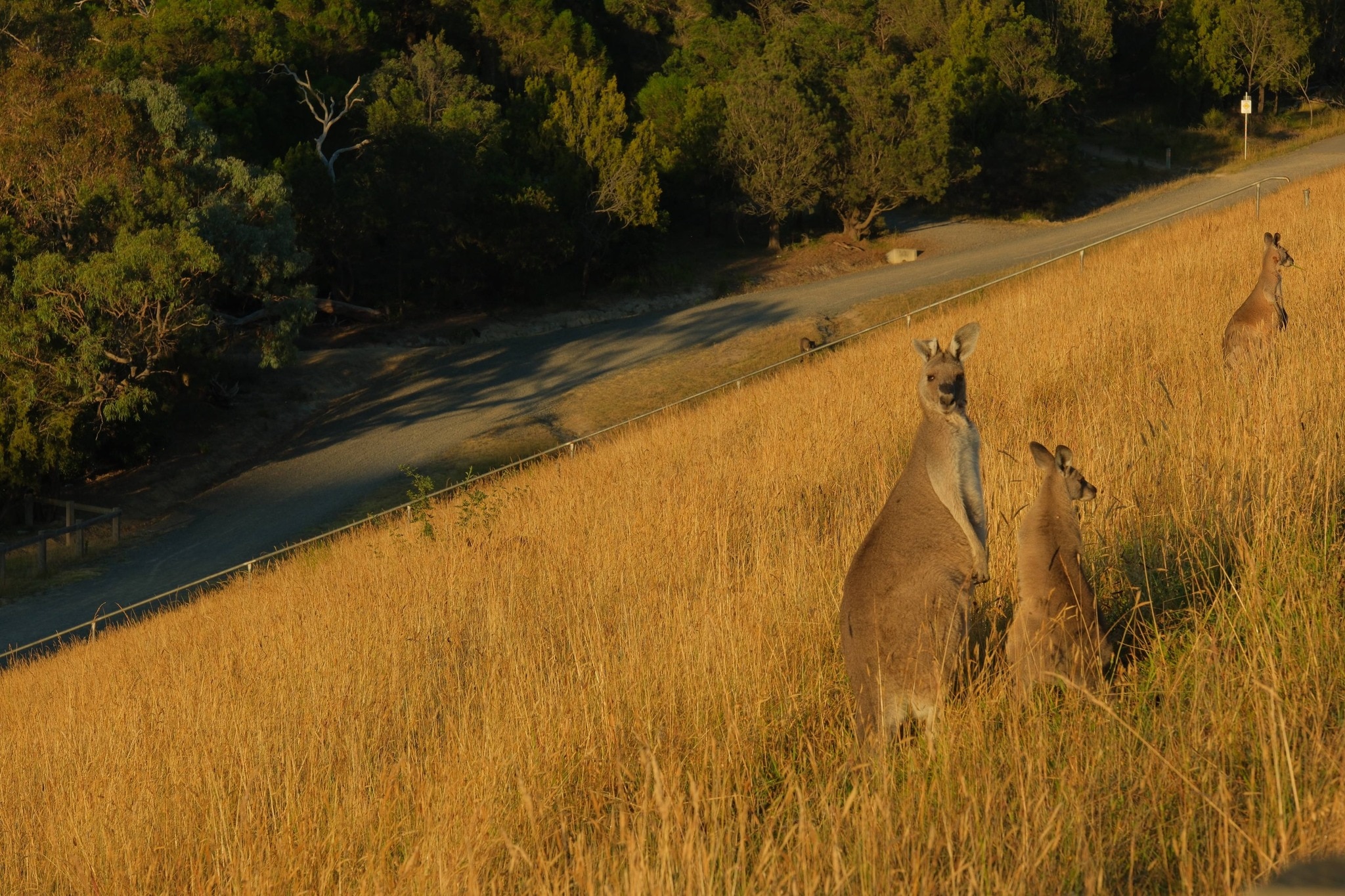 Cangurus na grama alta ao amanhecer