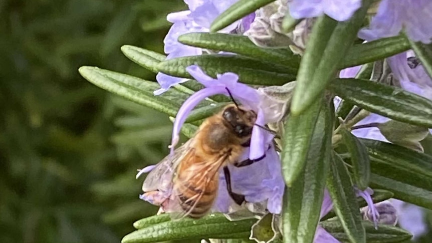A bee enjoying some lavender flowers