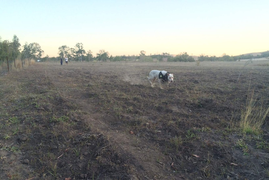 Pig hunters Nathan Thomas and Tristan Thompson at a property at Calliope in Central Queensland