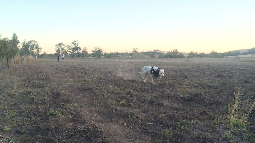 Pig hunters Nathan Thomas and Tristan Thompson at a property at Calliope in Central Queensland