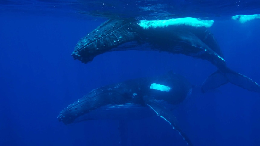 Two humpback whales swimming underwater off the WA coast