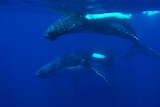 Two humpback whales swimming underwater off the WA coast