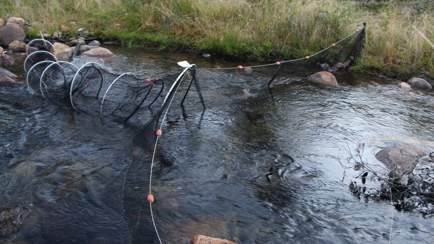 Nets that stretch across the river and collect platypuses