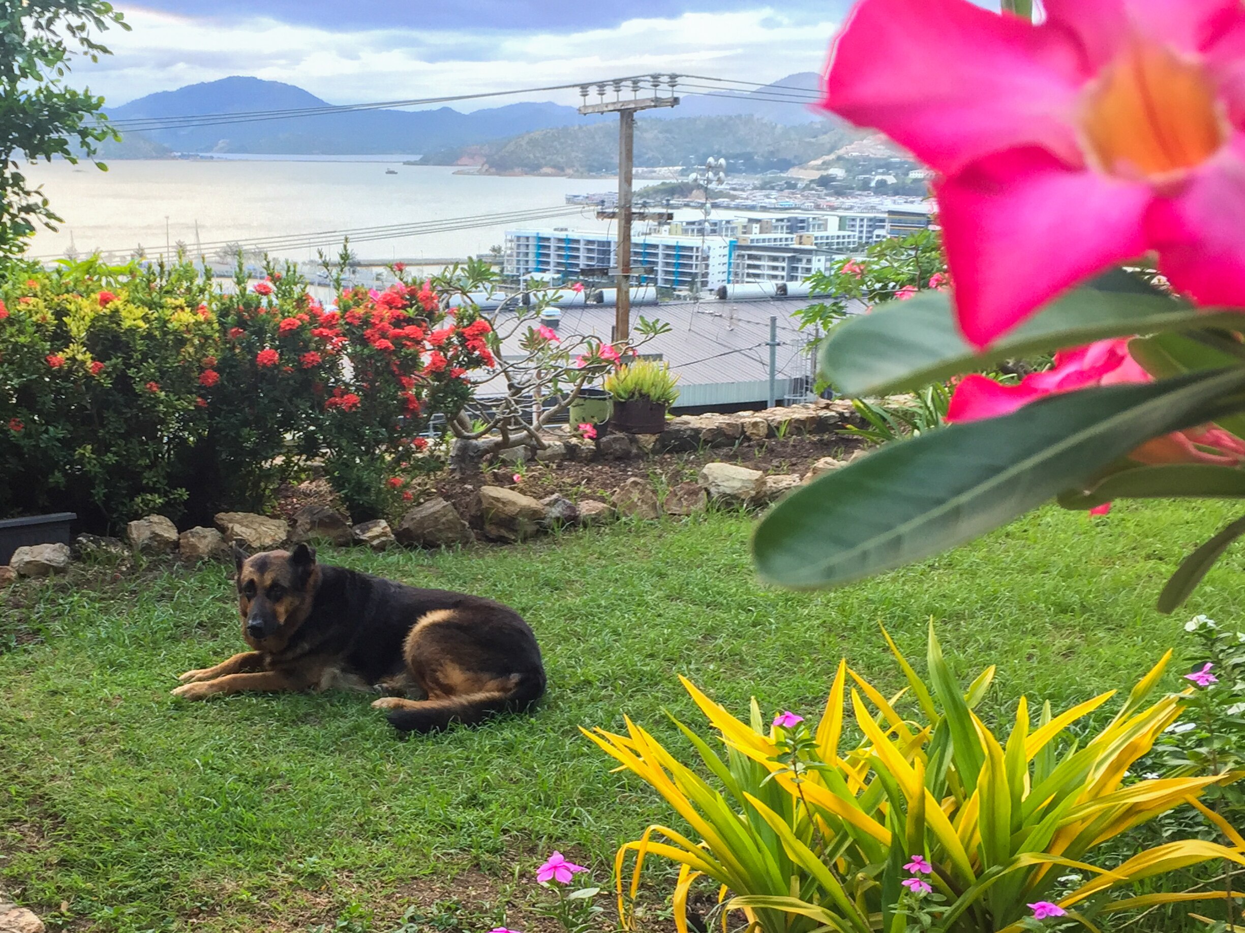 A German Shepherd lays in a lush garden overlooking Port Moresby