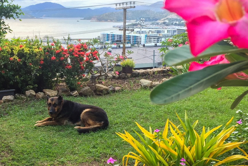 A German Shepherd lays in a lush garden overlooking Port Moresby