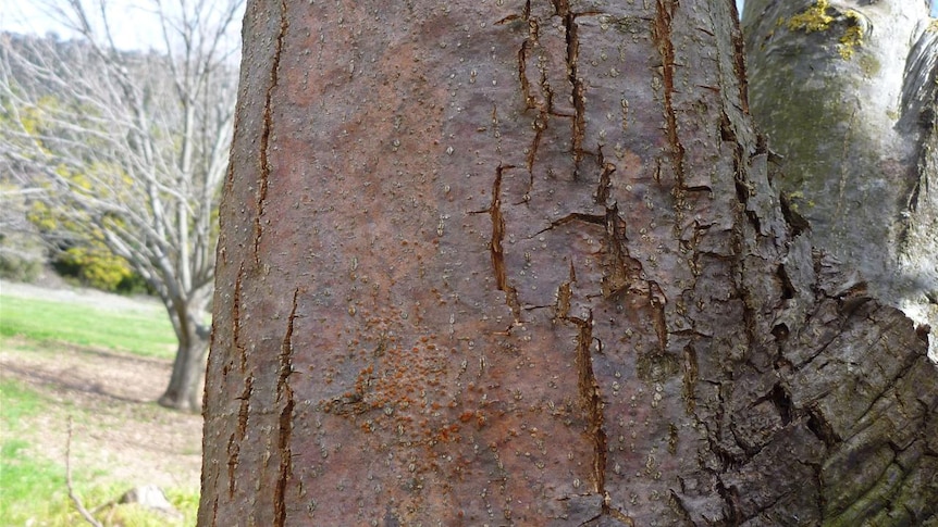 Chestnut blight up close