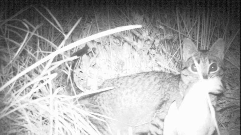 A night photo of a feral cat with a fairy prion in its mouth